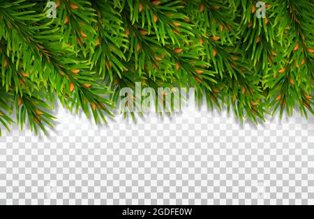 Modell für ein Banner aus immergrünen Fichtenzweigen. Für Weihnachtsdekorationen und Grußkarten-Design. Isoliert auf einem transparenten Hintergrund. Reali Stock Vektor