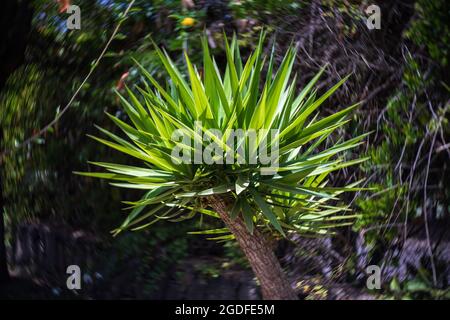 Blätter des jungen Dracaena draco (Drachenbaum) aus nächster Nähe. Fokus zentrieren, wirbelndes Bokeh. Stockfoto