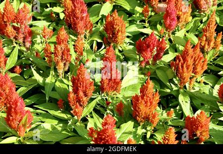 Schöne rote Cockscomb, Woolflowers oder Celosia Cristata Blumen. Eine Blume, die dem Kopf EINES Hahns ähnelt. Stockfoto