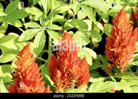 Schöne rote Cockscomb, Woolflowers oder Celosia Cristata Blumen. Eine Blume, die dem Kopf EINES Hahns ähnelt. Stockfoto