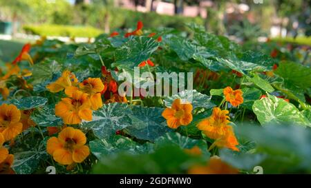 Die Blüte der Blumen und Blätter breitete sich im Park aus Stockfoto