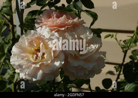 Zarte Cremtrosen blühen im Garten. Rosenblüte Polka. Schöne Doppelrosen in der Nähe des Hauses. Stockfoto