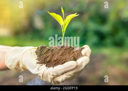 Umwelt Erdtag in den Händen von Bäumen, die Setzlinge wachsen. Bokeh grün Hintergrund Weibliche Hand halten Baum auf Naturfeld Gras Waldschutz c Stockfoto