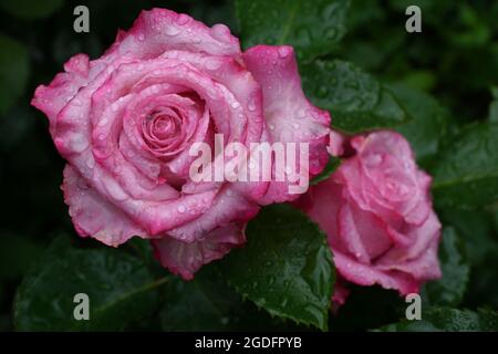 Rosenblüte tiefes Wasser. Zwei Rosen in Regentropfen. Wunderschöne rosa Rosen blühen im Sommergarten. Stockfoto