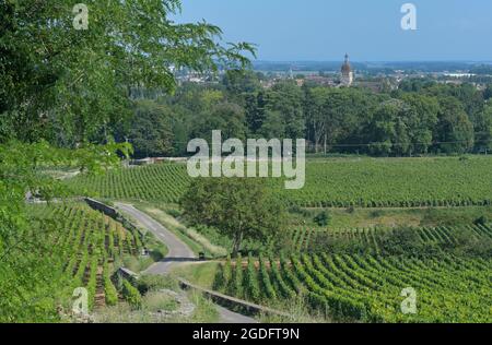 Die Clos Les Teurons Weinberge des Hospice de Beaune in La Montagne mit der Kirche Notre Dame, Beaune FR Stockfoto