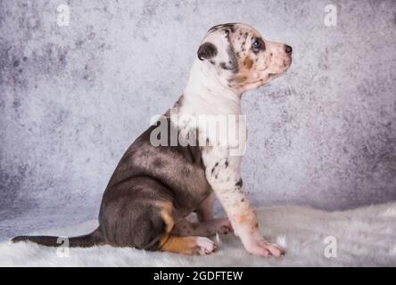 Louisiana Catahoula Leopard Dog Welpe sitzt auf grau Stockfoto