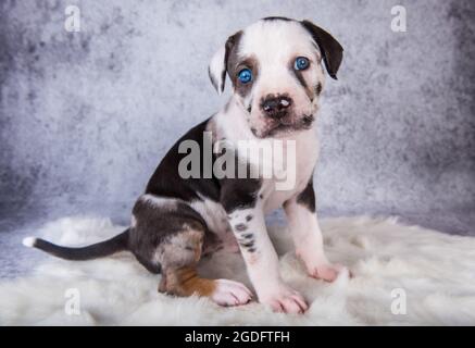 Louisiana Catahoula Leopard Dog Welpe sitzt auf grau Stockfoto