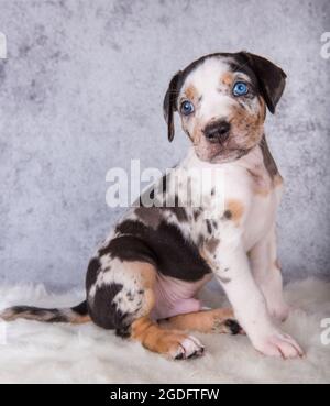 Louisiana Catahoula Leopard Dog Welpe sitzt auf grau Stockfoto