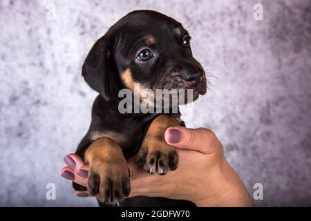 Louisiana Catahoula Leopard Dog Welpe an den Händen Stockfoto