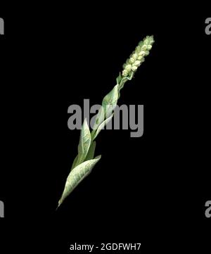 Blütenspitze der gemeinen Königskerze, Verbascum thapsus, in Knospe. Stockfoto