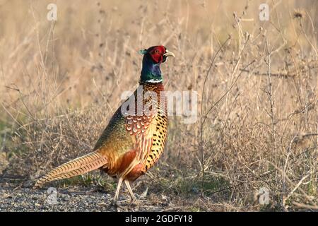 Männlicher gewöhnlicher Phaasan Stockfoto