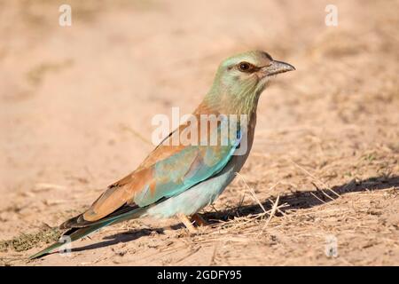 Bunte europäische Walze (Coracias garrulus) Stockfoto