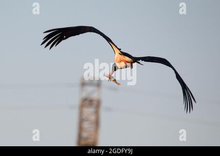 Fliegender Schwarzstorch (Ciconia nigra) mit Fischen im Sonnenuntergang Stockfoto