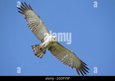 Schlangenadler mit kurzem Zehenstund Stockfoto
