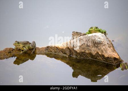 Marschfrösche ruhen auf dem Felsen Stockfoto