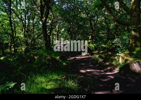 Unebener, gewundener Pfad, der von moosbedeckten Felsen und verwinkelten alten Eichen- und Birkenbäumen in einem dunklen Derbyshire-Wald umgeben ist Stockfoto