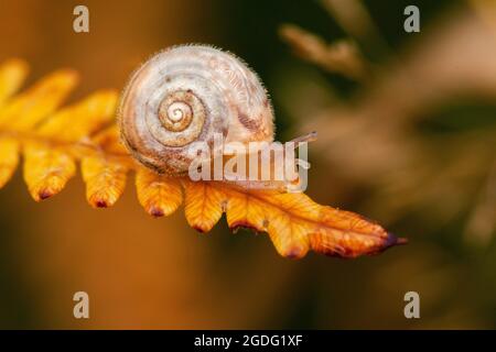 Schöne kleine Schnecke aus der Nähe am Ende eines braunen Farnblattes. Outdoor-Natur eines Gastropoden mit einer behaarten Schale Stockfoto