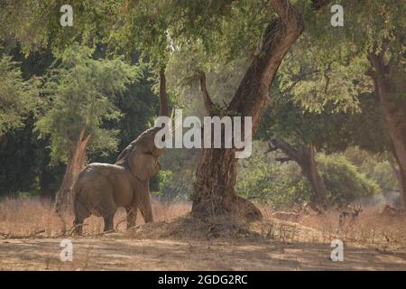 Elefant (Loxodonta Africana), Mana Pools, Simbabwe Stockfoto