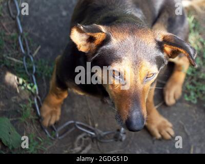 Ein kleiner Mischlingshund, der an einer großen Metallkette gekettet ist. Hundeportrait, Nahaufnahme. Stockfoto