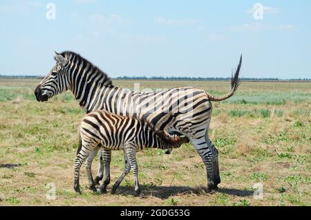 KHERSON REGION, UKRAINE - 1. AUGUST 2021 - EIN Zebrakalb trinkt Milch von seiner Mutter im Friedrich-Jacob Falz-Fein Askania-Nova Biosphärenreservat, K Stockfoto