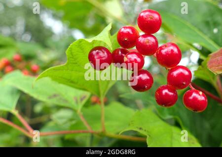 Nahaufnahme einer Gruppe von leuchtend roten Beeren, die auf einem Busch wachsen. Entweder Guelder Rose (Viburnum opulus) oder rote Johannisbeere (Ribes rubrum). Stockfoto