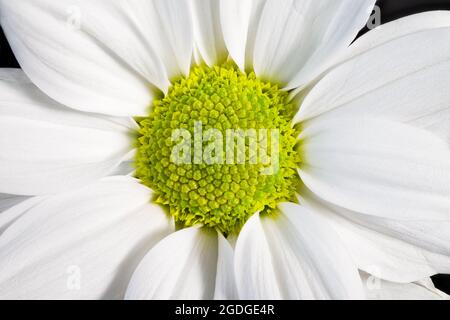 Nahaufnahme des Zentrums einer weißen Chrysanthemum-Blume Stockfoto