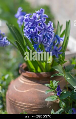 Schöne frische Frühlingsblumen. Zarte Kirschblüten, lila Hyazinthen. Stockfoto