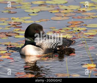 Common Loon schwimmt und kümmert sich um Baby-Küken-Loon mit Seerosenpads im Vordergrund und Hintergrund und genießt das Wunder neues Leben in ihrer Umgebung Stockfoto