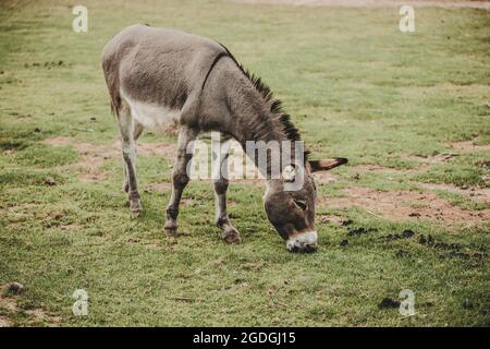 Esel frisst Gras. Tierkonzept Stockfoto