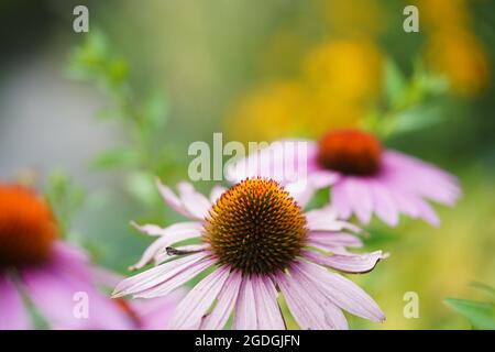 Rosa Kräuterblütenköpfe im Hüttengarten an sonnigen Tagen. Purpurea echinacea mit verschwommenem Hintergrund. Stockfoto