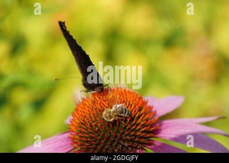 pfauenschmetterling mit Biene auf rosa Blütenechinacea an hellen sonnigen Tag im ländlichen Garten. Stockfoto
