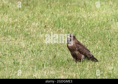 Rotmilan oder Gabelweihe / Red Kite / Milvus milvus Stockfoto