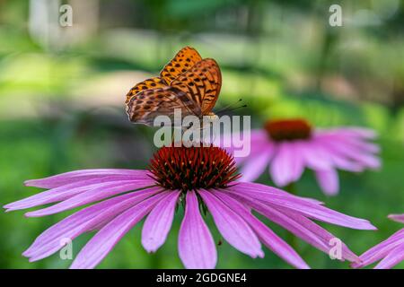 Marmorierte Fritillarie, die auf der östlichen purpurnen Koneblume sitzt. Schönheit großer Schmetterling. Stockfoto