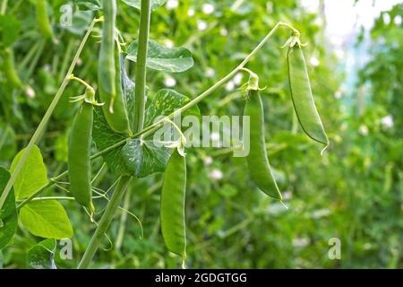 Erbsen der Sorte 'Tear Pea' in ihrem Busch, bereit für die Ernte im Norden Spaniens Stockfoto