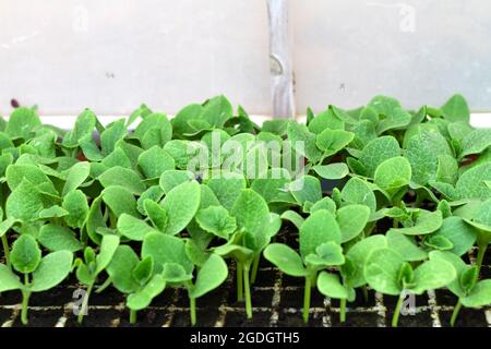 Kürbissprossen, die in einem Saatbett angeordnet sind, um in einem biologischen Gartengewächshaus gepflanzt zu werden. Stockfoto