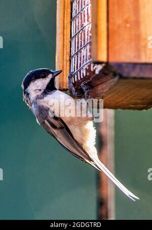 Carolina Chickadee klammert sich an den Futterhäuschen aus Holz Stockfoto