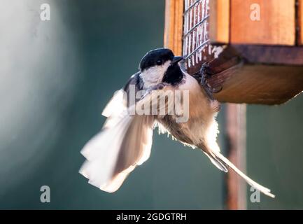 Carolina Chickadee klammert sich an den Futterhäuschen aus Holz Stockfoto