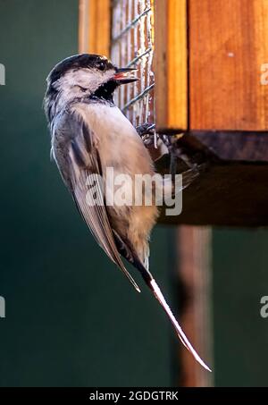 Carolina Chickadee klammert sich an den Futterhäuschen aus Holz Stockfoto