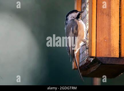 Carolina Chickadee klammert sich an den Futterhäuschen aus Holz Stockfoto