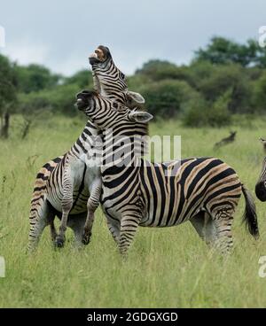 Sie warfen sich gegen ihren Gegner. HOEDSPRUIT, SÜDAFRIKA: In einem Bild wurden beide Zebras auf ihrer Hinterbeine-Befreiung aufgezogen gefangen Stockfoto