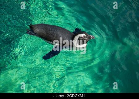 Der Humboldt-Pinguin schwimmt ins Wasser. Draufsicht Stockfoto