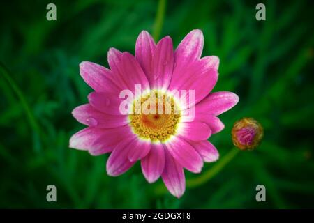 Eine einzelne rosa afrikanische Gänseblümchen mit einem gelben Zentrum und Wassertropfen auf seinen Blütenblättern neben einer unoffenen Knospe auf grünem Hintergrund Stockfoto