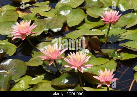 Seerosen, Nymphaea, in einem Süßwasserteich. Stockfoto