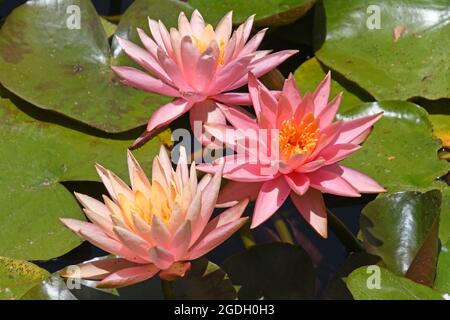 Seerosen, Nymphaea, in einem Süßwasserteich. Stockfoto
