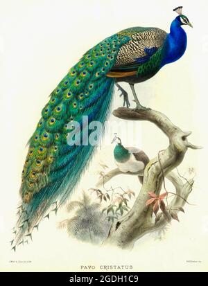 Joseph Smit Vintage exotische Vogel Illustration - Pavo cristatus Stockfoto