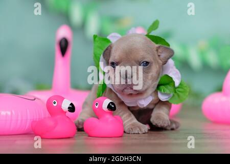 Kleiner französischer Bulldog-Hund mit tropischer Blumengirlande und rosa Entenflamingos aus Gummi Stockfoto
