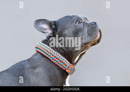 Schwarzer französischer Bulldogge mit langer Nase und handgefertigtem Paracord-String-Kragen Stockfoto