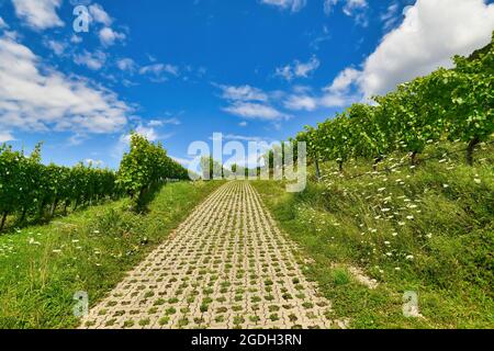 Pfad, der durch Weingärten führt, die einen Hügel vor blauem Himmel aufwachsen Stockfoto