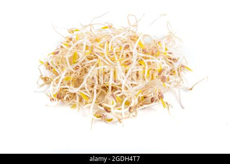 Isolierte Sojabohnensprossen. Sojabohnensprossen auf weißem Hintergrund. Stockfoto