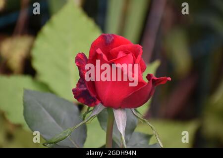 Red Rose in voller Blüte Stockfoto